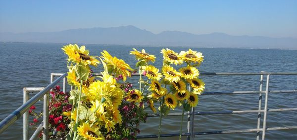 Yellow flowering plants by sea against sky