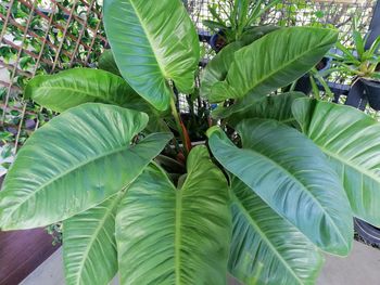 Close-up of leaves on plant