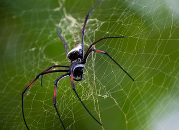 Close-up of spider on web