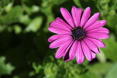 Close-up of purple coneflower blooming outdoors