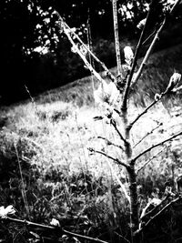 Close-up of dry plants on land