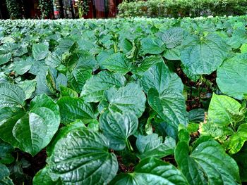 Close-up of fresh green leaves