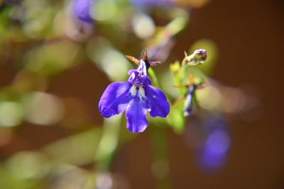 Close-up of purple flowers blooming