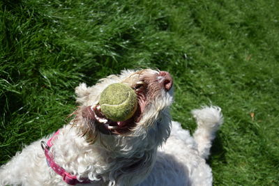 Close-up of dog playing