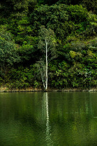 Scenic view of lake by trees in forest