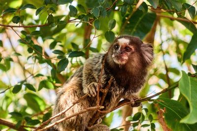 Low angle view of monkey