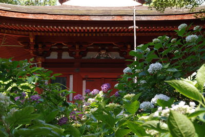 Low angle view of flowering plant against building