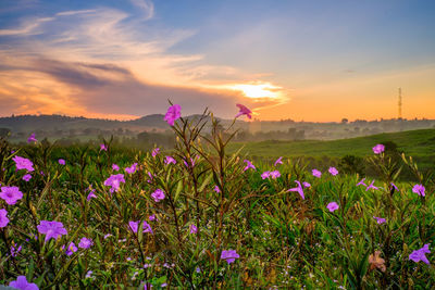 Purple flowering plants on field against sky during sunset