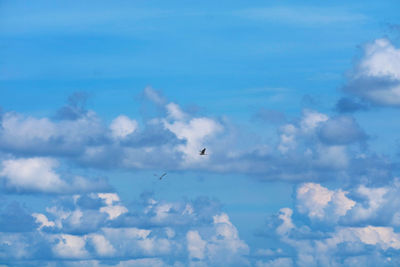 Low angle view of bird flying in sky