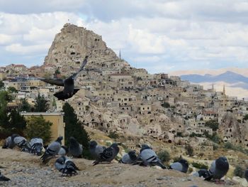 Cave dwellings in uchisar village at pigeon valley