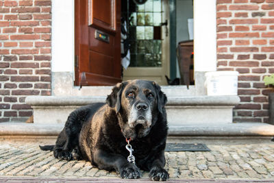 Portrait of dog sitting against house