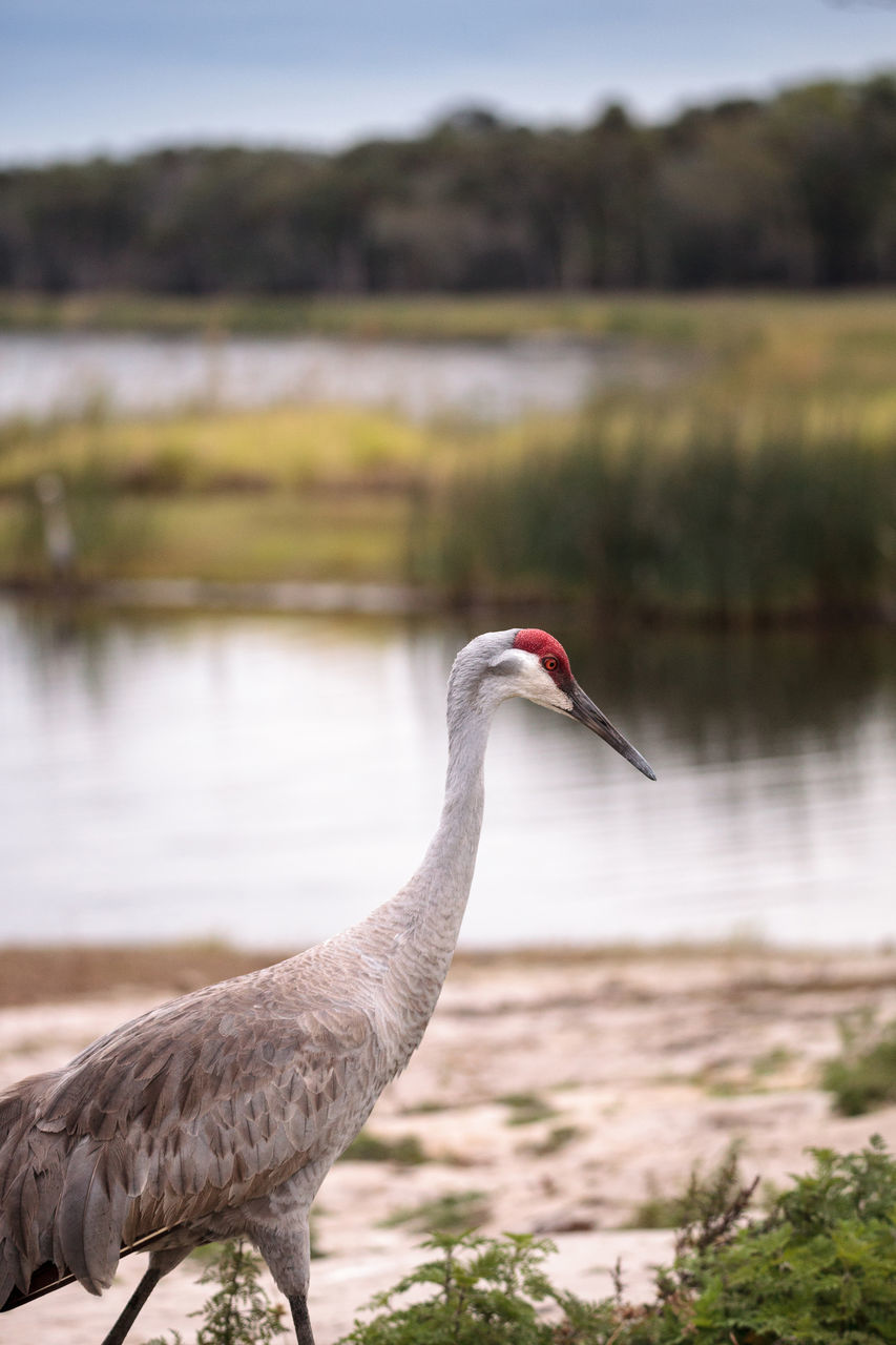 CLOSE-UP OF BIRD ON ROCK AGAINST LAKE