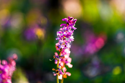 Medicinal plant. white and purple flowering plant on forest soil. plants in wild natural forest.