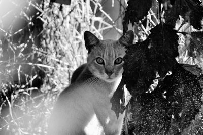 Close-up portrait of cat