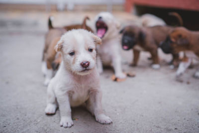 Portrait of puppy