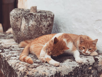 Cat resting on rock in alacati 