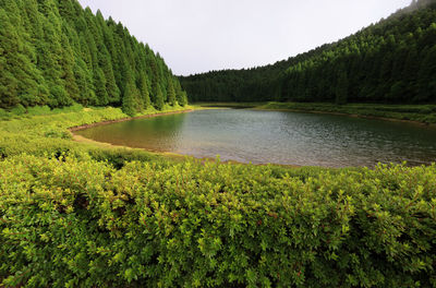 Scenic view of lake amidst trees in forest against sky