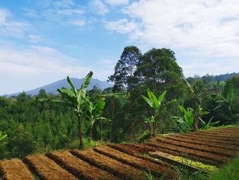 Plants growing on field against sky
