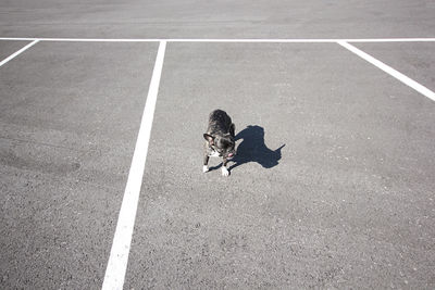 High angle view of dog standing on road during sunny day