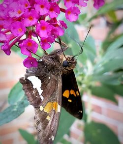 Close-up of butterfly pollinating on flower