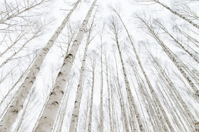 Low angle view of pine trees in forest during winter