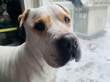 Close-up portrait of dog looking away