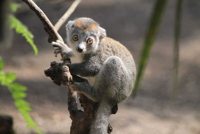 Monkey sitting on branch