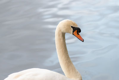 Swan swimming in lake