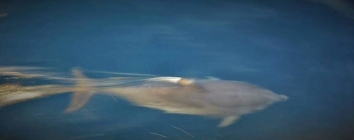 Close-up of jellyfish swimming in sea