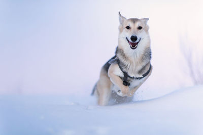 Dog running in snow