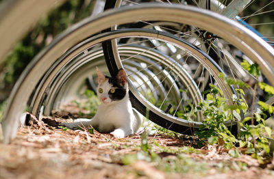 Portrait of cat sitting outdoors