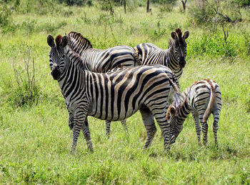 Zebras in a field