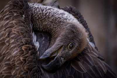 Close-up of swan