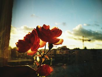 Close-up of orange flower against sky