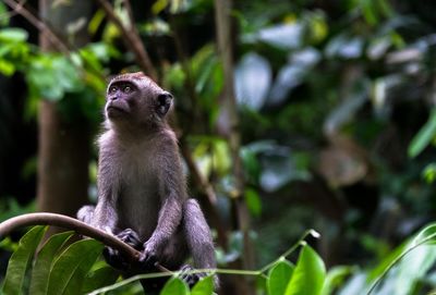 Macaques sitting on branch