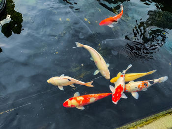 High angle view of koi carps swimming in lake