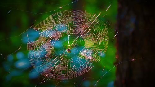 Close-up of spider on web