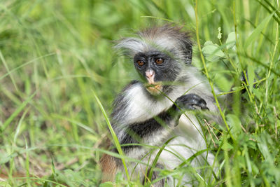 Portrait of monkey sitting on grass