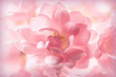 Full frame shot of pink flower