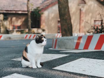 Close-up of cat sitting outdoors