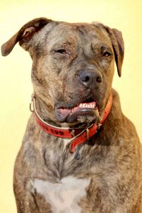 Close-up portrait of a dog