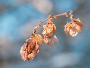 Close-up of wilted plant