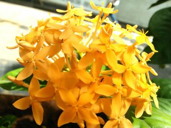 Close-up of yellow flowers blooming outdoors