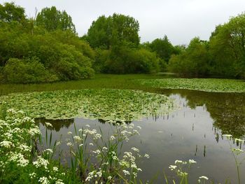 Reflection of trees in pond