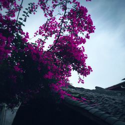 Low angle view of pink flowers