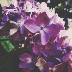 Close-up of purple flower