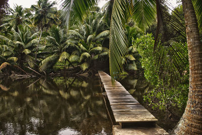 Palm trees by plants in forest