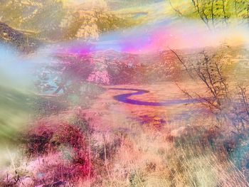 Rainbow over trees