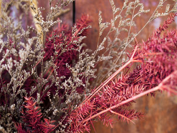 Close-up of red flowering plant