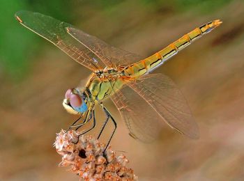 Close-up of butterfly on flower
